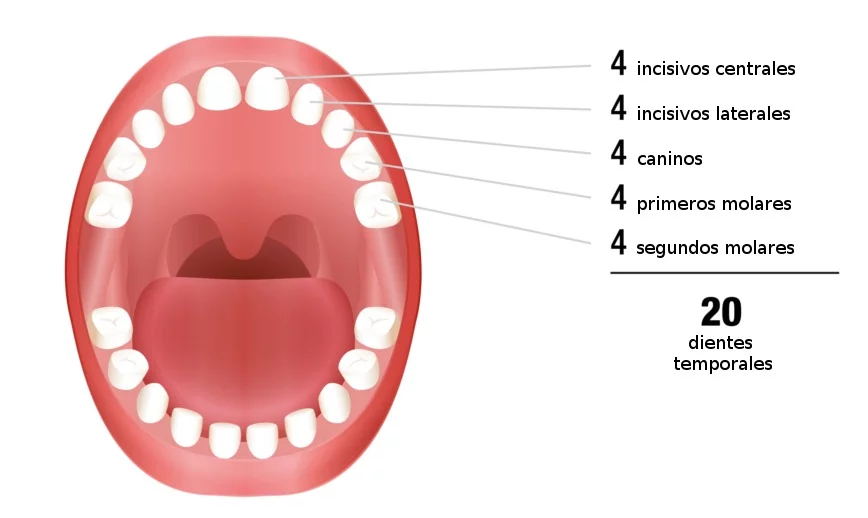 Qué son los dientes de leche